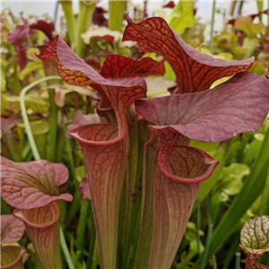 Sarracenia Hybrid H 139 'Red Sentinal'